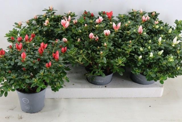 <h4>RHODO SI GEM</h4>