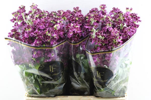 <h4>Matth Milla Aubergine</h4>