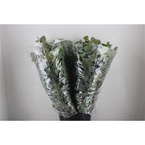 EUCA CINEREA 200GR P BUNCH