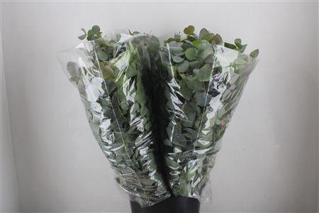 <h4>EUCA CINEREA 200GR P BUNCH</h4>