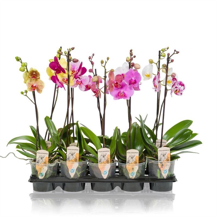 <h4>Phalaenopsis ...mix 5</h4>