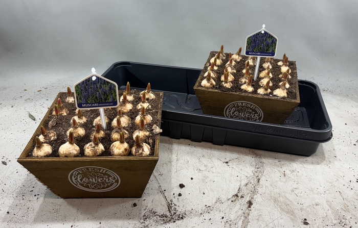 <h4>ARR MUSCARI</h4>