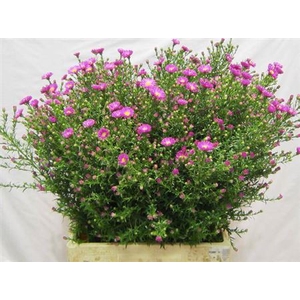 Aster Cunera