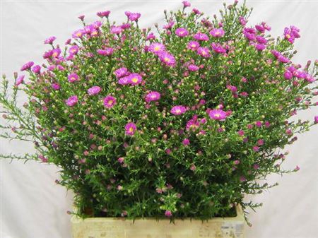 <h4>Aster Cunera</h4>