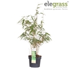 Fargesia rufa P19 - Elegrass
