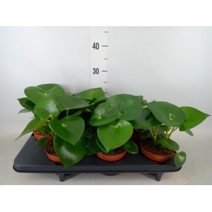 Peperomia polybotrya 'Raindrop'