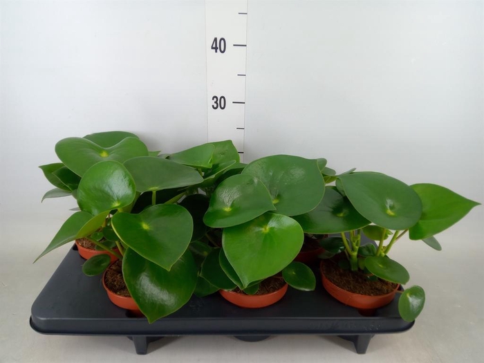 <h4>Peperomia polybotrya 'Raindrop'</h4>