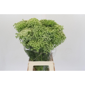 Ammi Visnaga