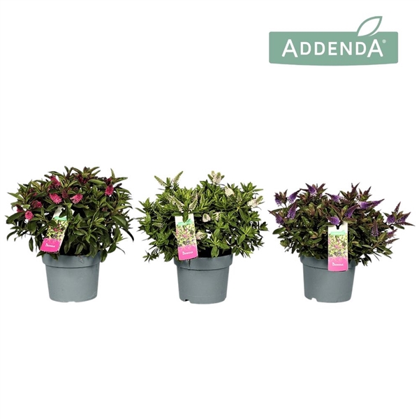<h4>Hebe Addenda® Donna® Mix tray Groen P19</h4>