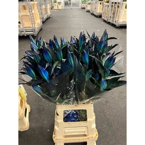 Li Or Blue Magic