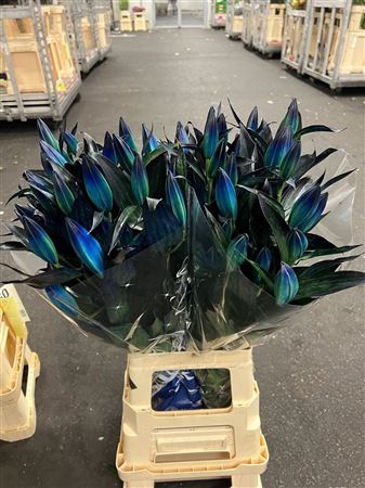 <h4>Li Or Blue Magic</h4>