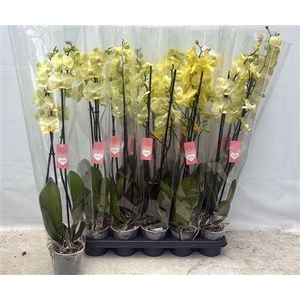 Phal Ov Geel 2 Branches 16+