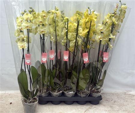 <h4>Phal Ov Geel 2 Branches 16+</h4>