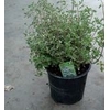 Origanum majorana