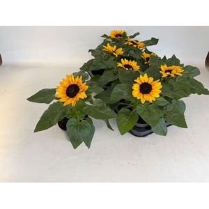.Helianthus annuus petisol