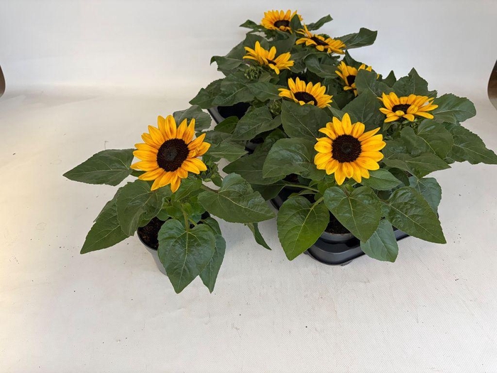 <h4>.Helianthus annuus petisol</h4>