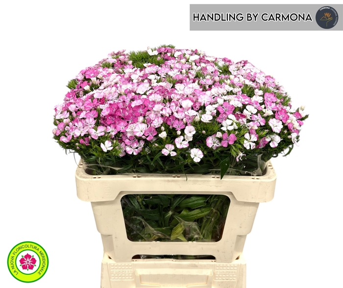 <h4>DI BARB AM ROSE</h4>