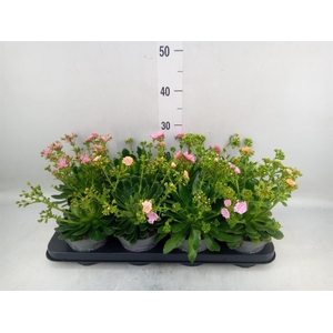 Lewisia cot. 'Rocky Colors'   ..mix