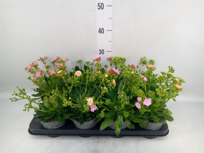 <h4>Lewisia cot. 'Rocky Colors'   ..mix</h4>