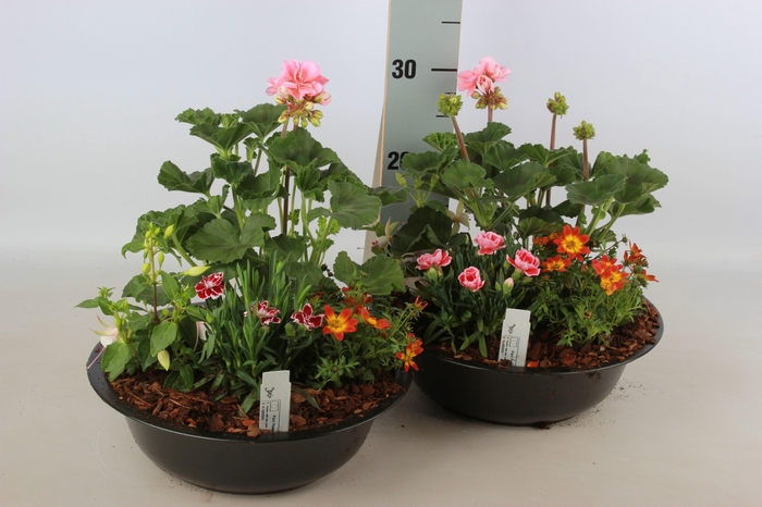 <h4>ARR TUINPLANTEN</h4>