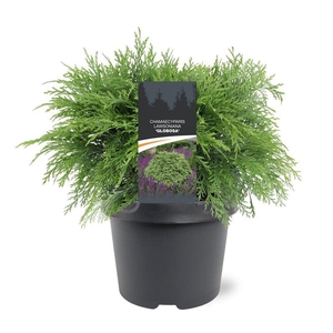 Chamaecyparis Globosa