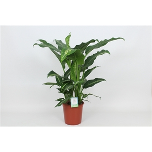 Purify Dieffenbachia Galaxy 24 cm