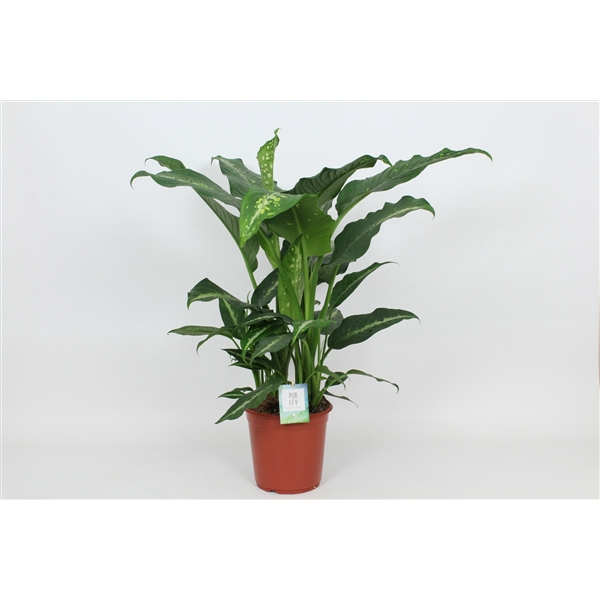 <h4>Purify Dieffenbachia Galaxy 24 cm</h4>