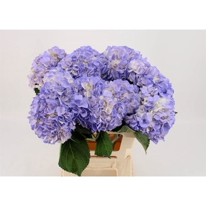 Hydr M Lavender Tinted