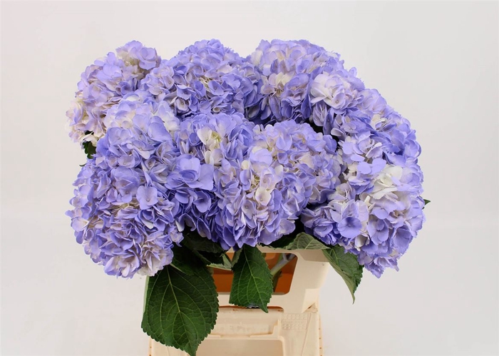 <h4>Hydr M Lavender Tinted</h4>
