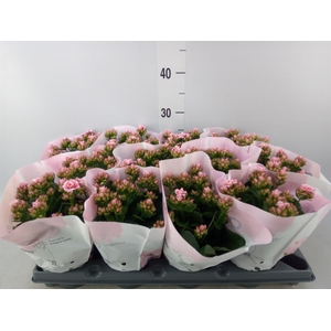 Kalanchoe   ...