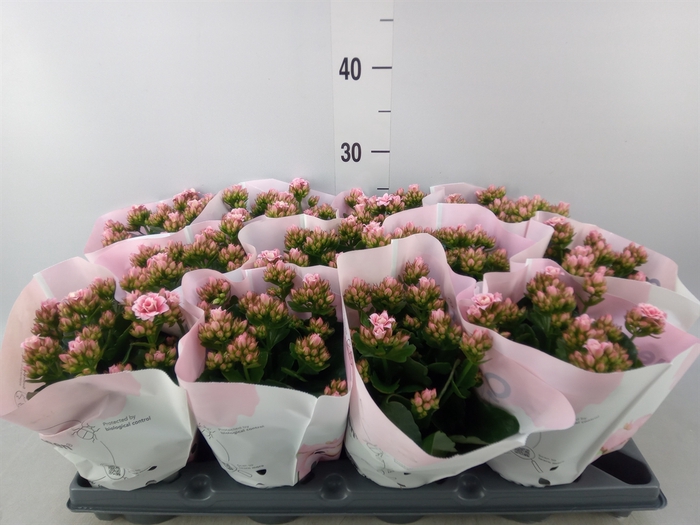 <h4>Kalanchoe   ...</h4>