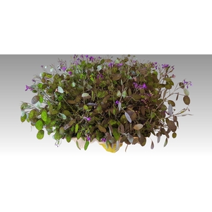 LUNARIA ANN PAARSE P