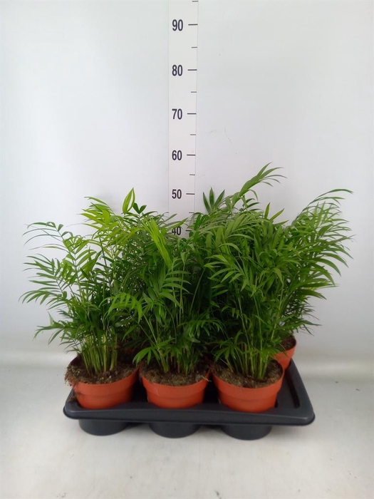 <h4>Chamaedorea elegans</h4>