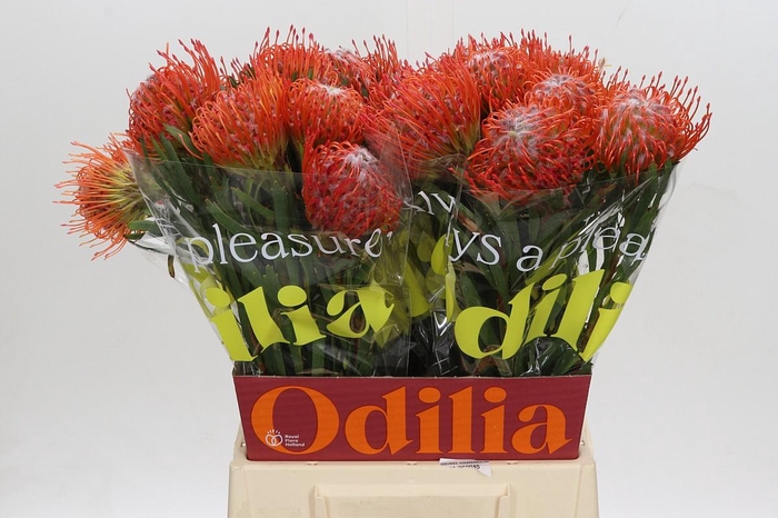 <h4>Nutans Tango</h4>