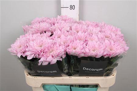 <h4>Chr G Petrushka</h4>