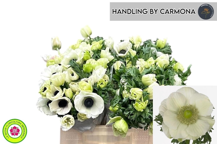 <h4>ANEM CO MIS + WHITE</h4>