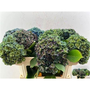 Hydr M Royal Kiss Cl