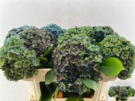 <h4>Hydr M Royal Kiss Cl</h4>