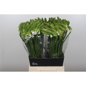 Ornithogalum Mount Fuji