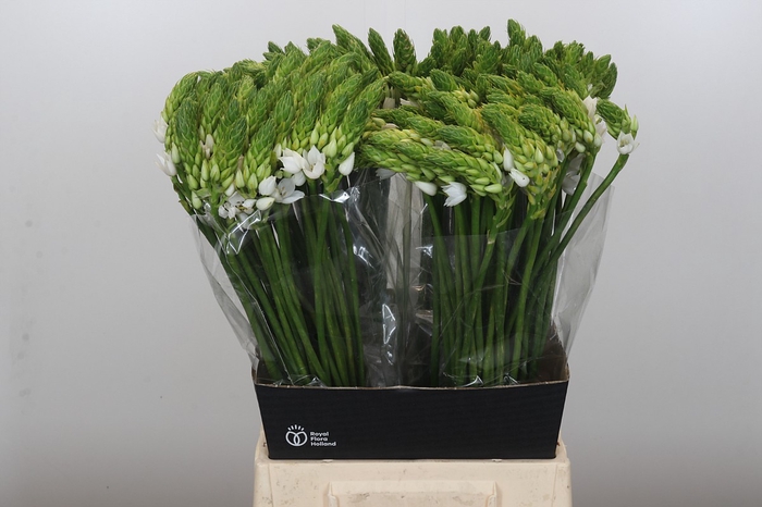 <h4>Ornithogalum Mount Fuji</h4>