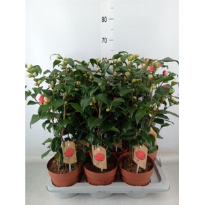 Camellia reticulata 'Mary Williams'