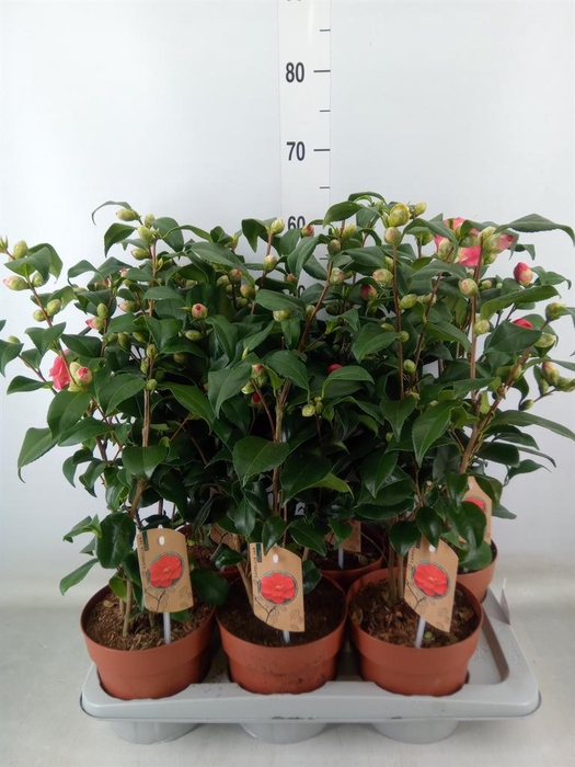 <h4>Camellia reticulata 'Mary Williams'</h4>