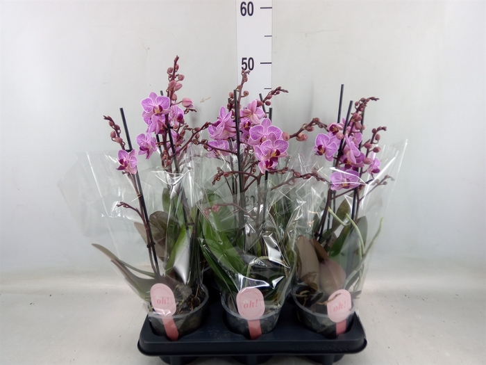 <h4>Phalaenopsis multi. 'Ant Santiago'</h4>