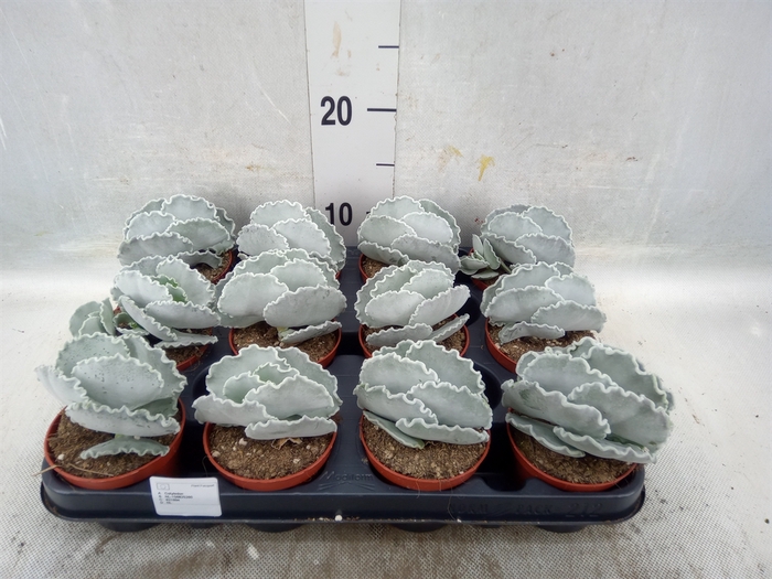 Cotyledon undulata