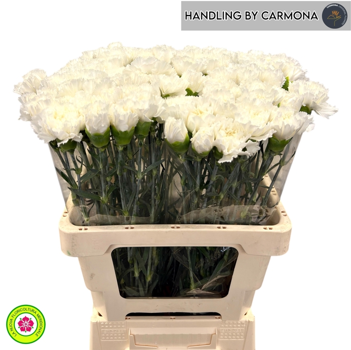 <h4>DI ST HOLLY</h4>