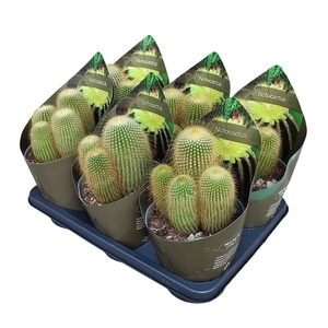 NOTOCACTUS LENINGHAUSII - POT Ø 14 WITH POTCOVER (CACTUS)