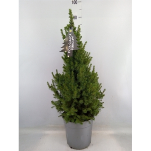 Picea glauca 'Perfecta'