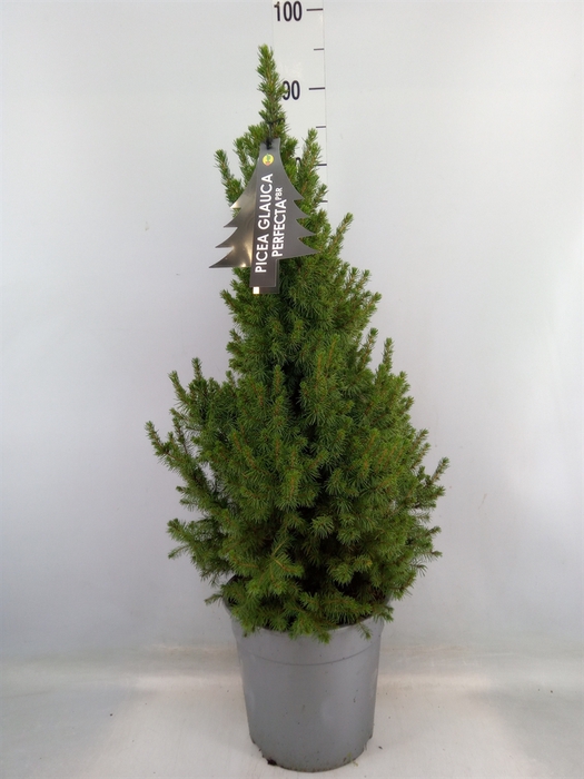 <h4>Picea glauca 'Perfecta'</h4>