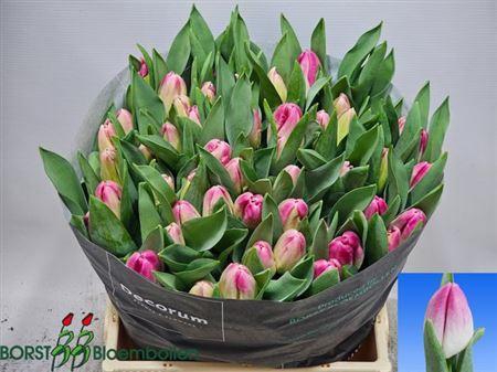 <h4>Tu En Tymon Pink</h4>