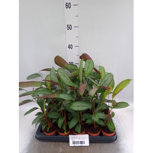 Calathea ...